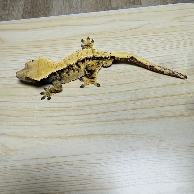 트라이 익스트림할리퀸