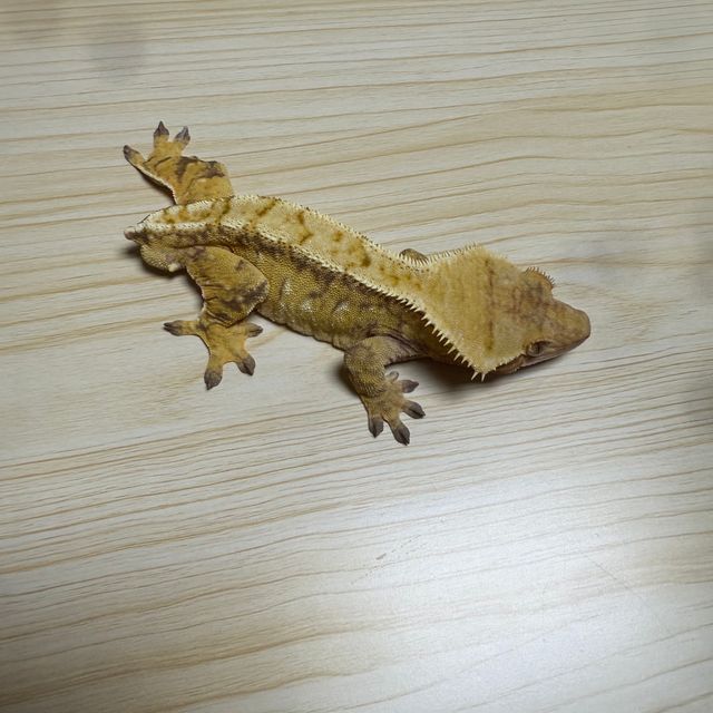레드 트라이 익스트림할리퀸