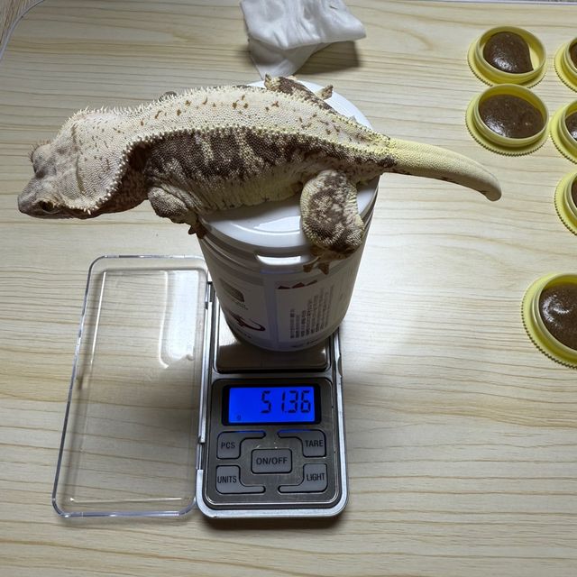 릴리화이트