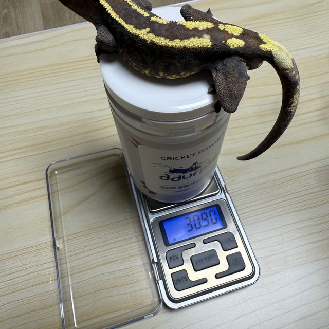 텐저린 트라이 카푸치노