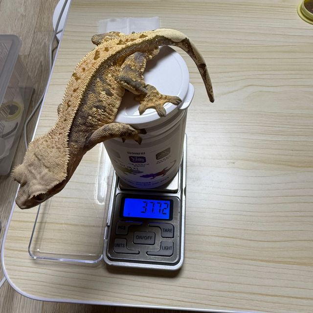 트라이 익스트림할리퀸