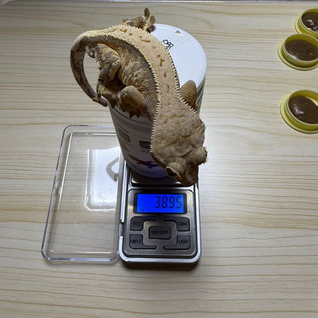 트라이 익스트림할리퀸