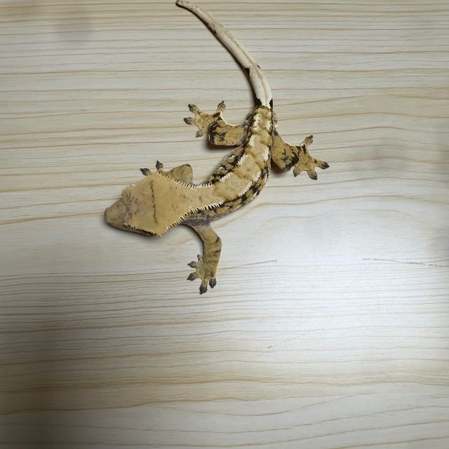 트라이 익스트림할리퀸