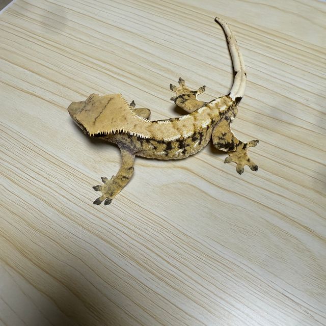 트라이 익스트림할리퀸