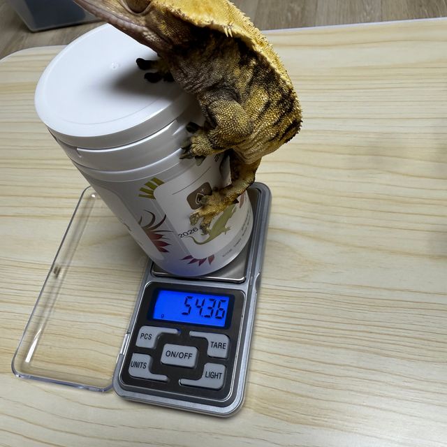 트라이 익스트림할리퀸