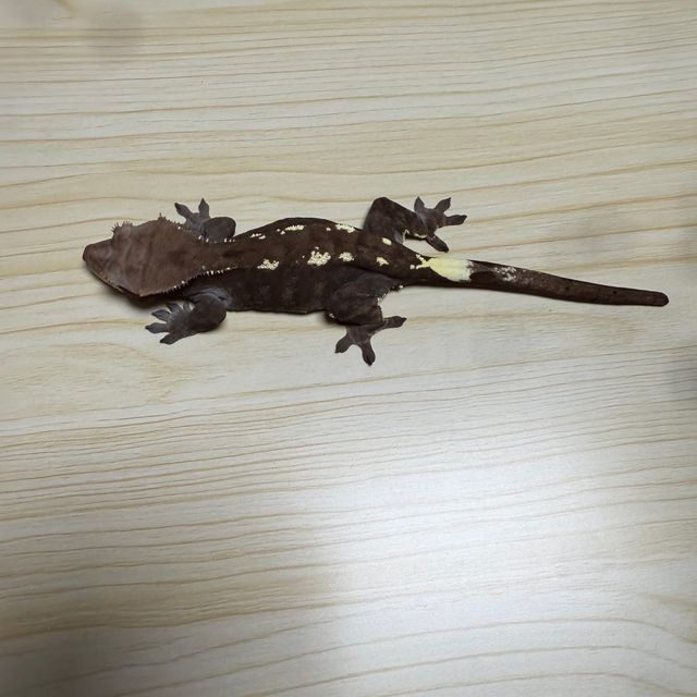 카푸치노