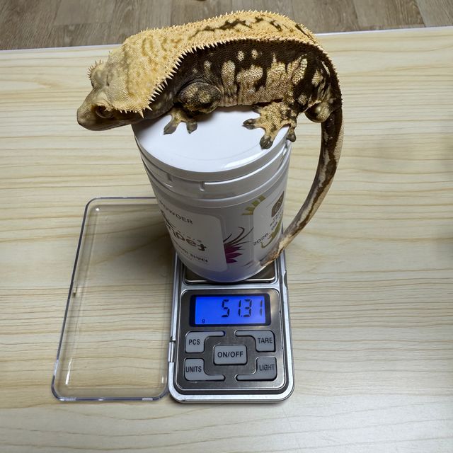 노멀 100%헷아잔틱