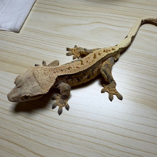 트라이 익스트림할리퀸