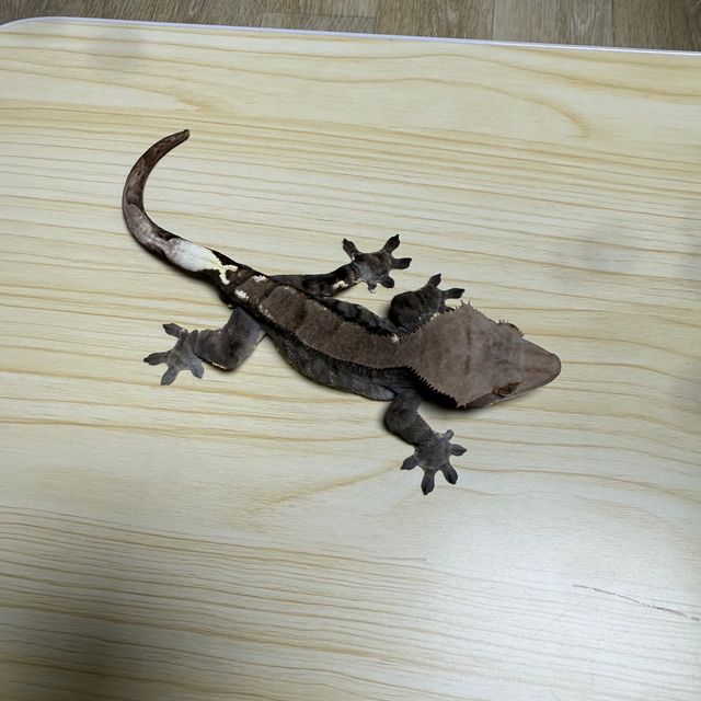 카푸치노