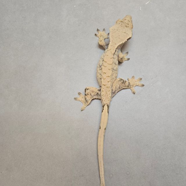 노멀 드리피 화이트스팟 화이트