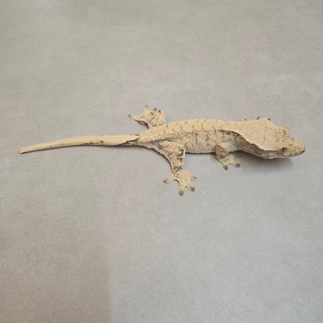 노멀 드리피 화이트스팟 화이트