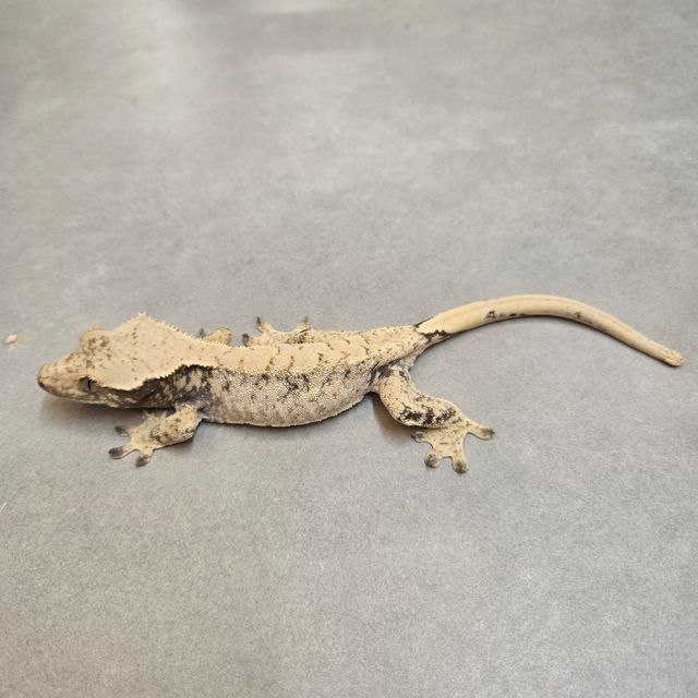 노멀 드리피 화이트스팟 화이트