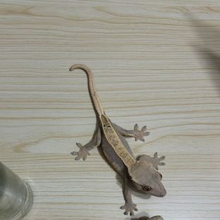 노멀