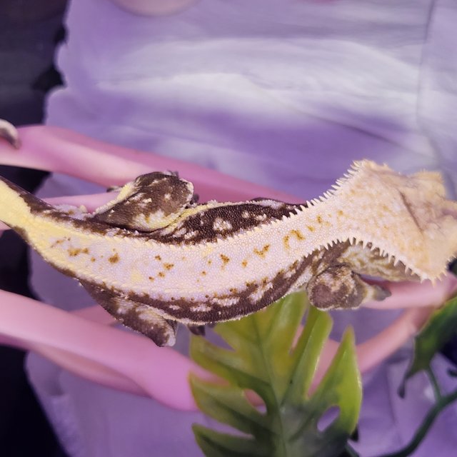 릴리100%헷아잔틱