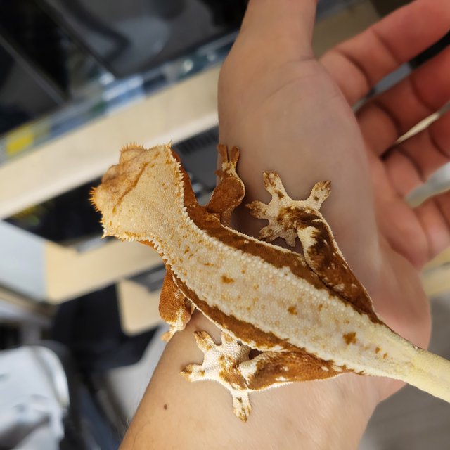 릴리100%헷아잔틱 100%헷아잔틱 솔리드백