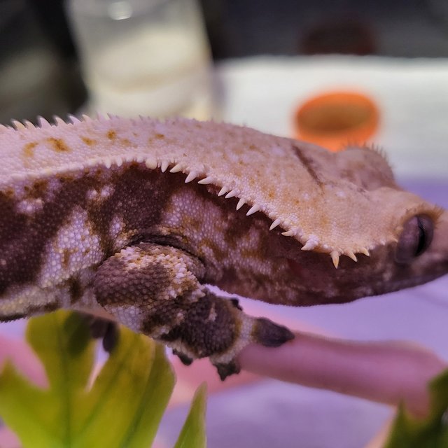 릴리100%헷아잔틱