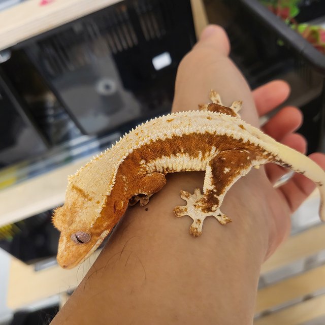 릴리100%헷아잔틱 100%헷아잔틱 솔리드백