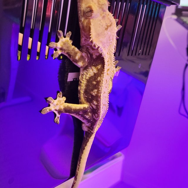 릴리100%헷아잔틱