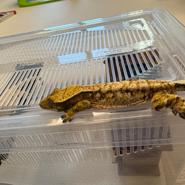 트라이 익스트림할리퀸 화이트스팟 노멀