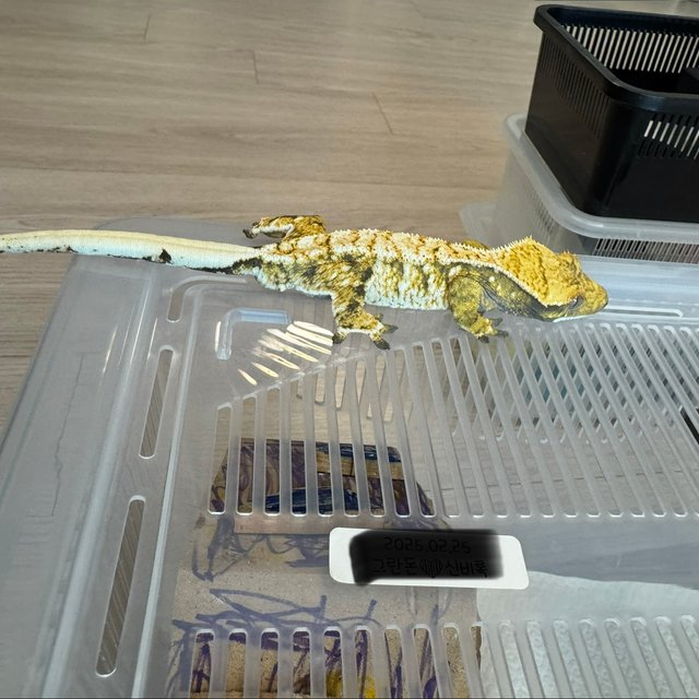 트라이 익스트림할리퀸 화이트스팟 노멀