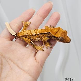 노멀 트라이 익스트림할리퀸 텐저린 타이거