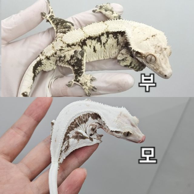 노멀 화이트포트홀 화이트스팟 핀스트라이프 화이트핀 드리피