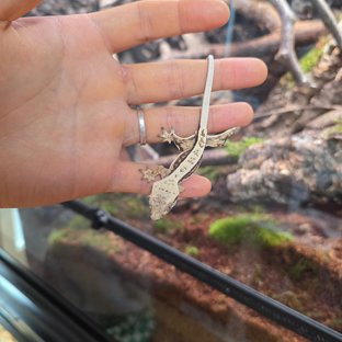 쿼드 화이트 노멀