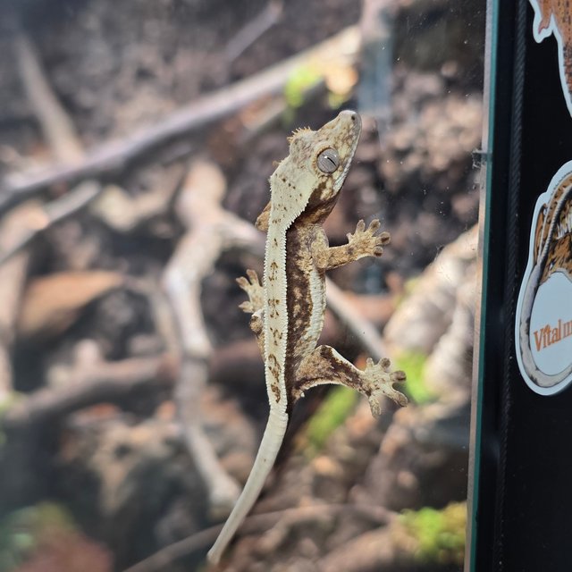 쿼드 화이트 노멀