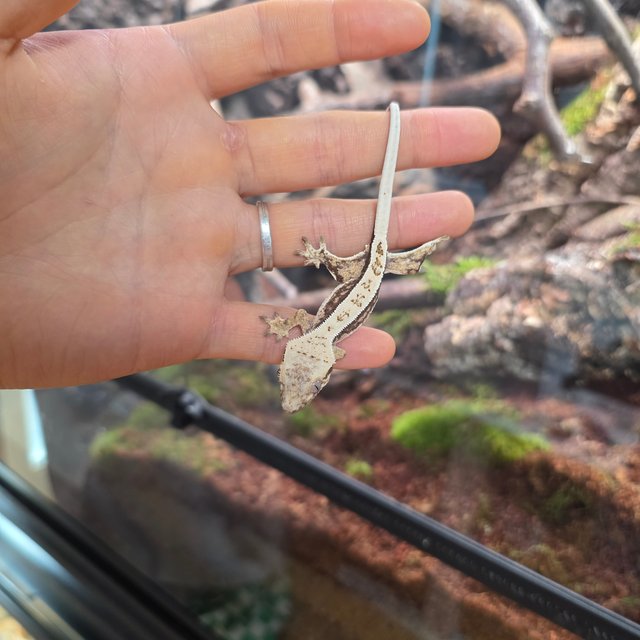 쿼드 화이트 노멀