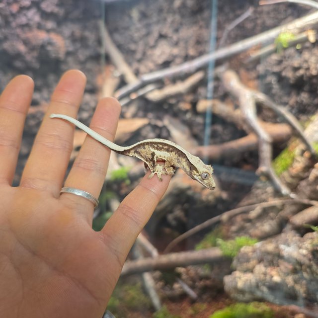 쿼드 화이트 노멀
