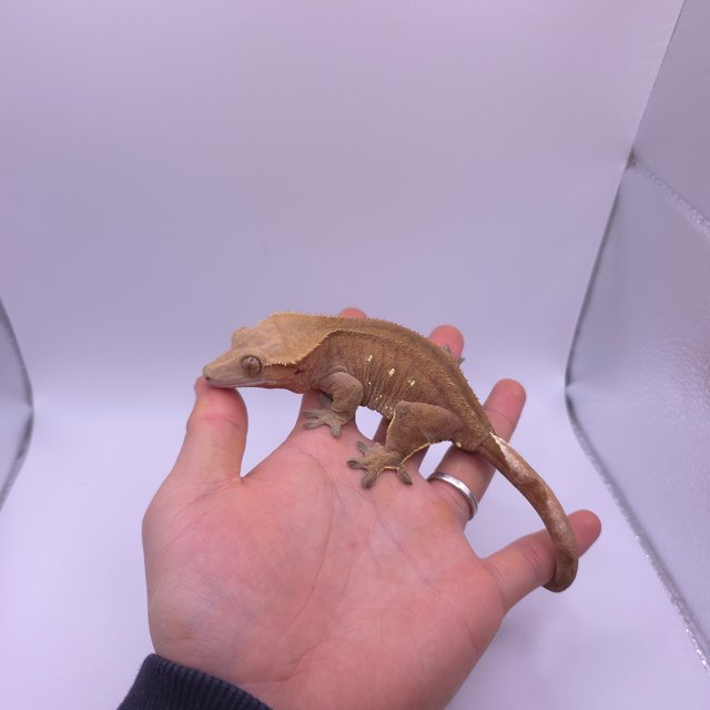 바이 팬텀 벅스킨