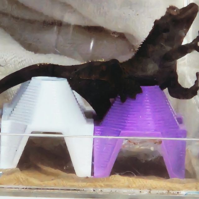 다크 카푸치노 RCK