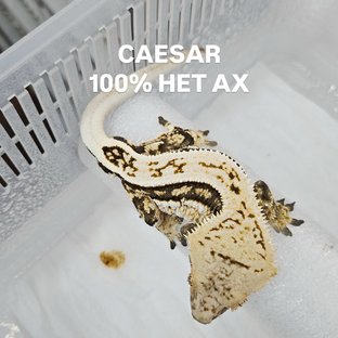 100%헷아잔틱 (부)