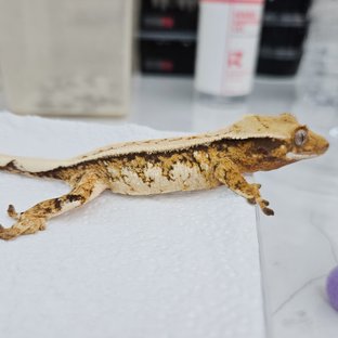 노멀 트라이 풀핀