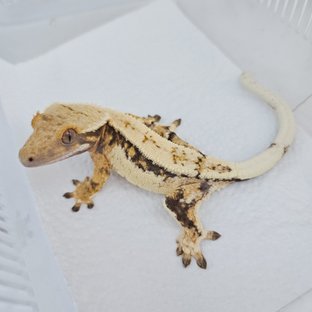 노멀 트라이 쿼드 핀스트라이프 드리피