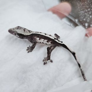 아잔틱