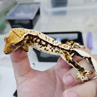 노멀 트라이 핀스트라이프