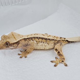 노멀 트라이 드리피 핀스트라이프 쿼드 화이트스팟