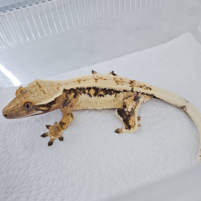 노멀 트라이 쿼드 핀스트라이프 드리피