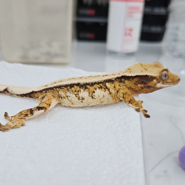 노멀 트라이 풀핀