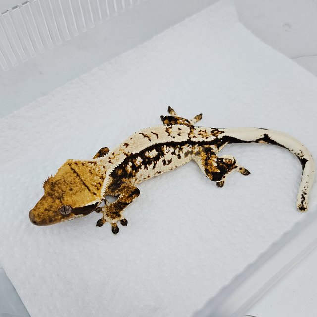 노멀 트라이 핀스트라이프