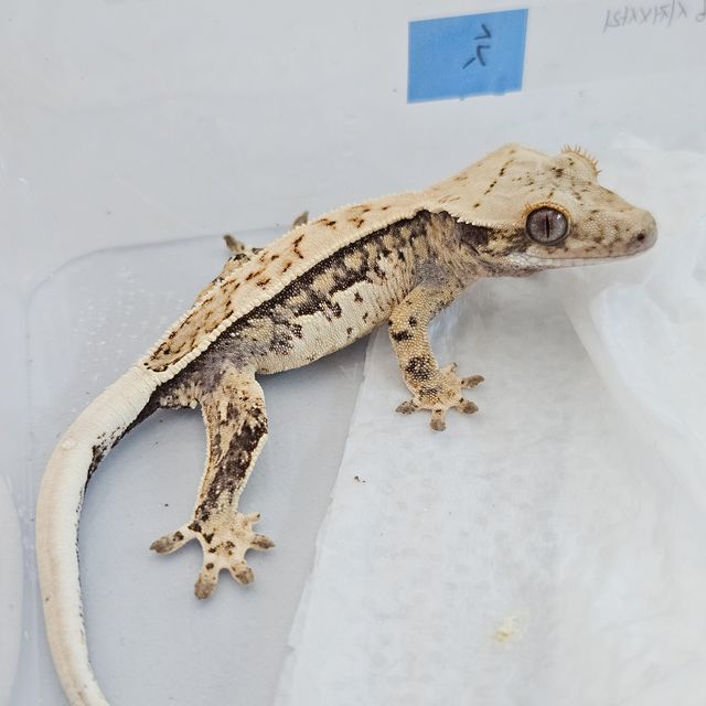 노멀 화이트 풀핀 트라이