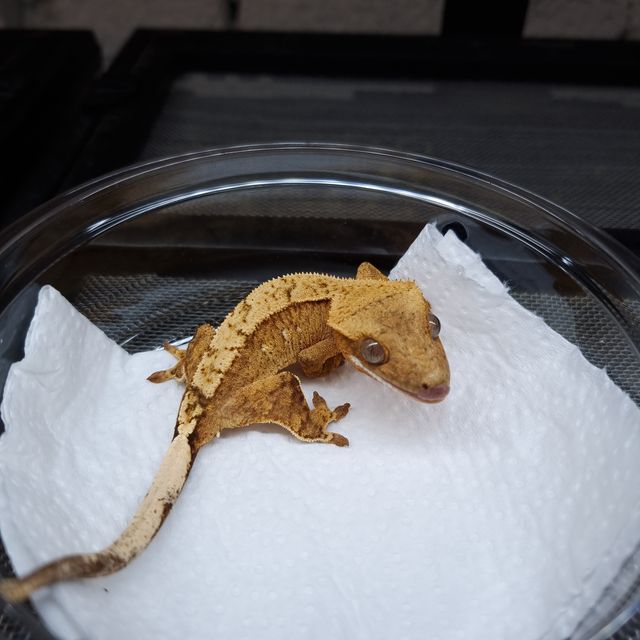 크림시클