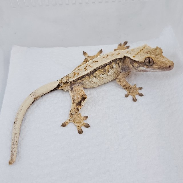 노멀 트라이 드리피 핀스트라이프 쿼드 화이트스팟