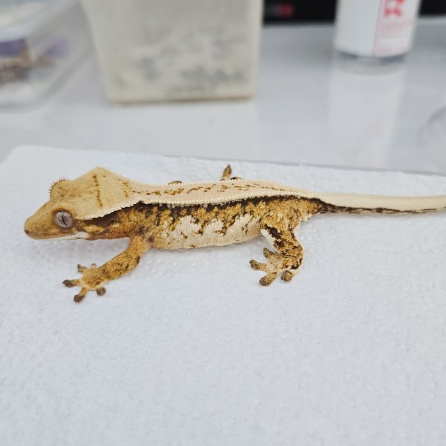 노멀 트라이 풀핀