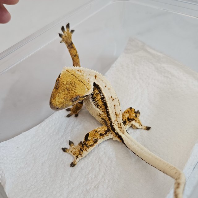 노멀 트라이 핀스트라이프 드리피 화이트스팟