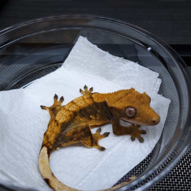 트라이