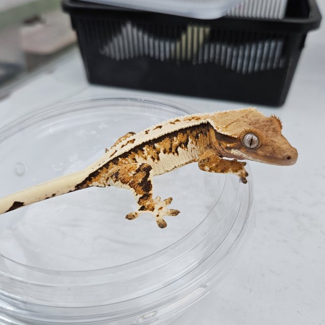 트라이 풀핀 노멀