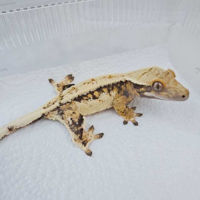 노멀 트라이 쿼드 핀스트라이프 드리피