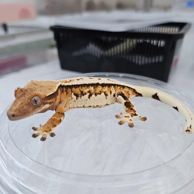 트라이 풀핀 노멀